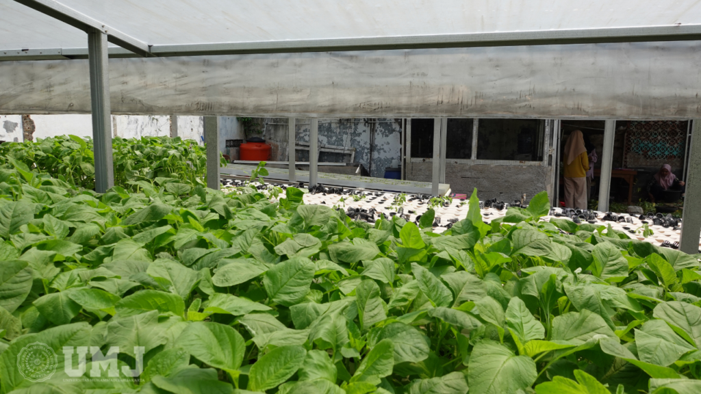 Kebun hidroponik FTAN UMJ saat dipanen sayur bayam, Senin (21/08/2023).