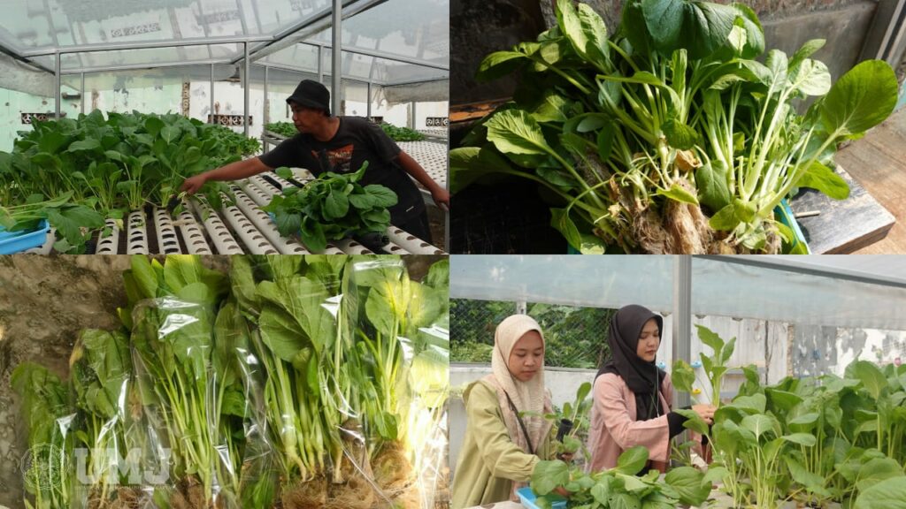 Panen Sayur Caisim