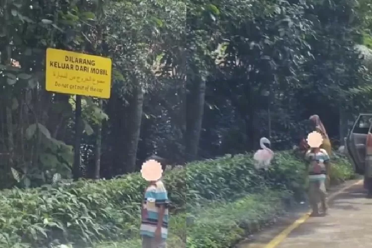 sunggu ironi pengunjung Taman Safari Indonesia keluar dari mobil (foto ini diambil dari https://www.melansir.com)